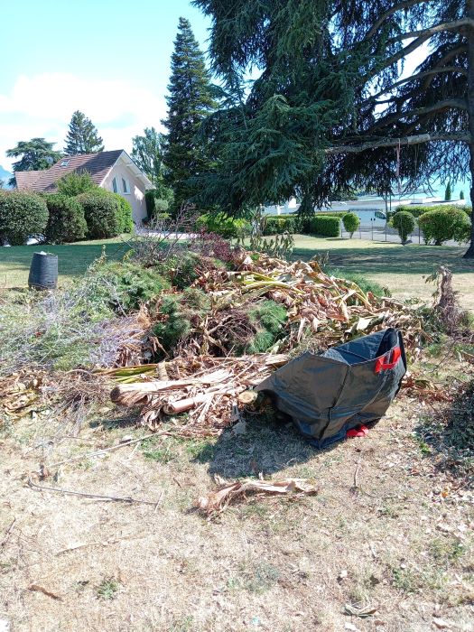 debris arbre-
